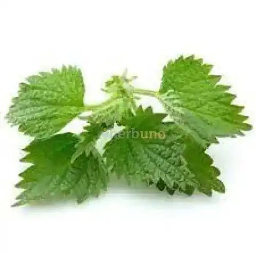 Nettle Root Extract Powder - Herbuno.Com