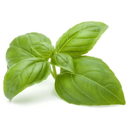Niacin (3.6%) — from Basil Leaf  - Bulk Supplier India  - shop_name