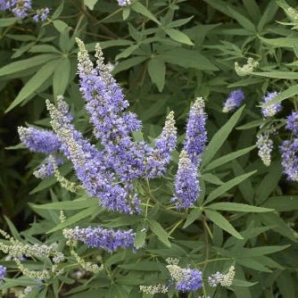 Nirgundi Leaf Water Soluble Extract - Vitex Negundo  - Bulk Supplier India  - shop_name