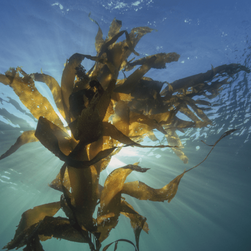 Nori Seaweed Liquid Extract (Water Soluble) - Porphyra yezoensis  - Bulk Supplier India  - shop_name