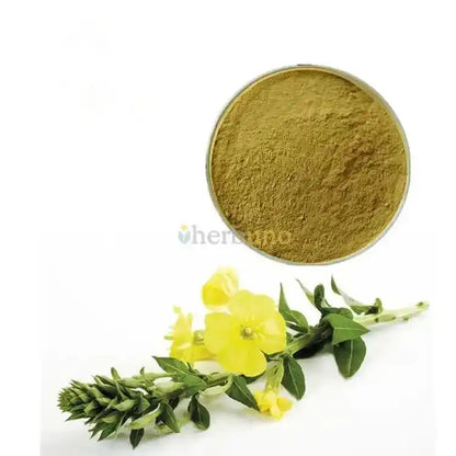Oenothera Biennis (Evening Primrose) Extract Powder - Herbuno.Com