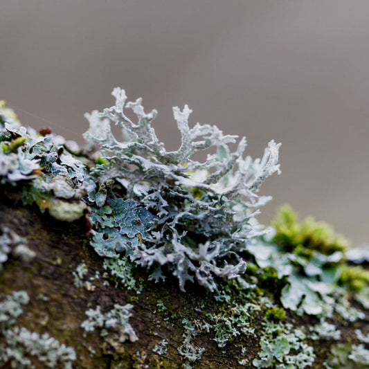 Vitamin D3 (100,000 IU/g) — from Lichen Extract - Herbuno