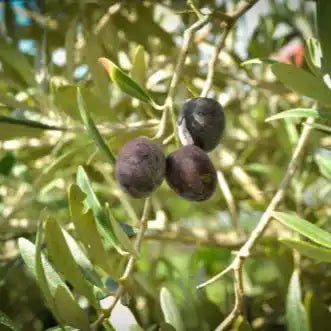 Olive Leaf Extract Powder - Herbuno.Com