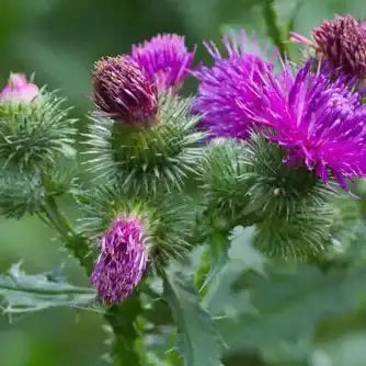 Organic Milk Thistle (Silybum marianum) Extract Powder - Herbuno.Com