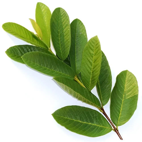 Zinc (4%) — from Guava Leaf - Herbuno