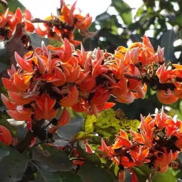 Palash Flower Extract Powder - Herbuno.Com