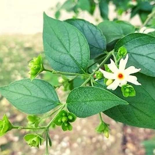 Parijat Leaf Liquid Extract (Water Soluble) - Nyctanthes arbor - tristis  - Bulk Supplier India  - shop_name