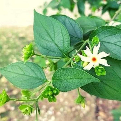 Parijat Leaf Liquid Extract (Water Soluble) - Nyctanthes arbor - tristis  - Bulk Supplier India  - shop_name