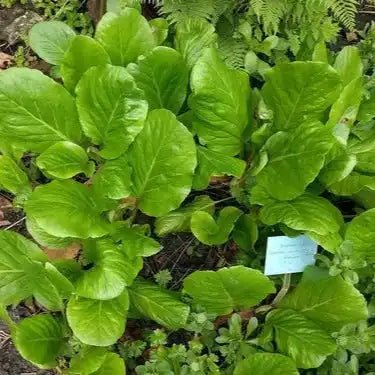 Pashanbhed Root Extract Powder - Bergenia ligulata  - Bulk Supplier India  - shop_name