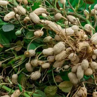 Peanut Extract Powder - Arachis hypogaea  - Bulk Supplier India  - shop_name