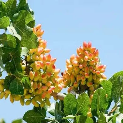 Pistachio Flower Liquid Extract (Water Soluble) - Pistacia vera - Herbuno.Com