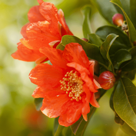 Pomegranate Flower Liquid Extract (Water Soluble) - Punica granatum - Herbuno.Com