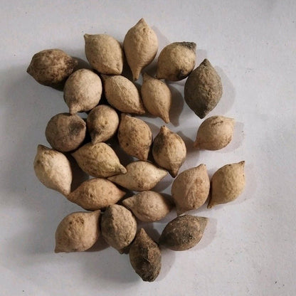 Putranjeeva Seed Liquid Extract (Water Soluble) - Putranjiva roxburghii  - Bulk Supplier India  - shop_name
