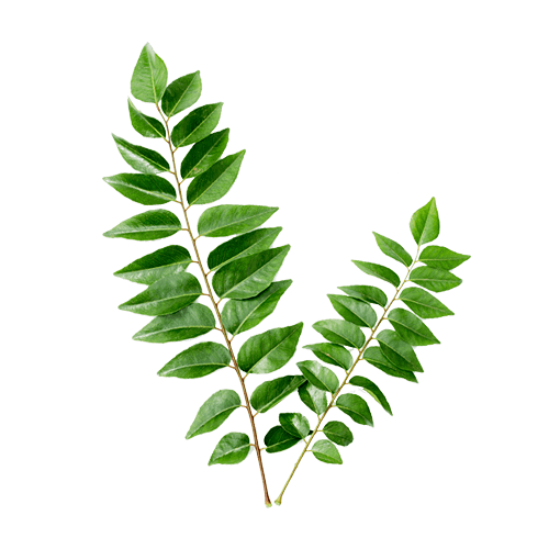 Iron (3.6%) — from Curry Leaf (Murraya koenigii) - Herbuno