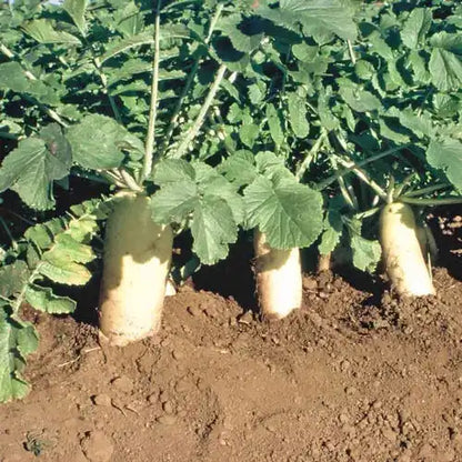 Radish Extract Powder - Herbuno.Com