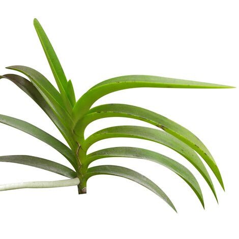 Rasna Leaf Liquid Extract (Water Soluble) - Vanda roxburghii - Herbuno.Com