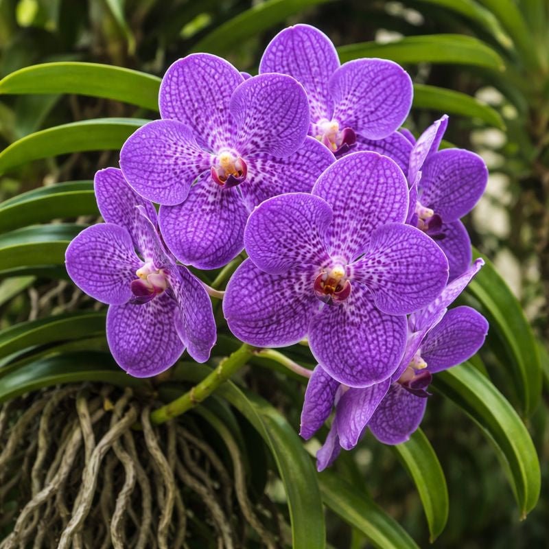 Rasna Leaf Liquid Extract (Water Soluble) - Vanda roxburghii  - Bulk Supplier India  - shop_name
