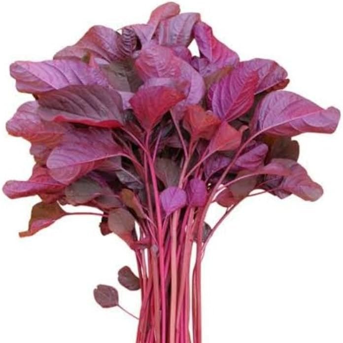 Red Spinach Leaf Liquid Extract (Water Soluble) - Amaranthus dubius  - Bulk Supplier India  - shop_name