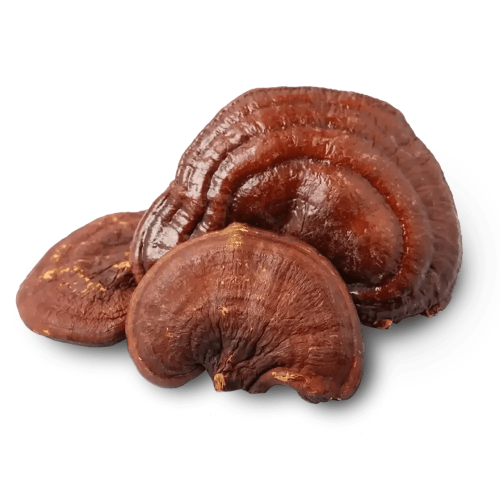 Reishi Mushroom Fruit Body Liquid Extract (Water Soluble) - Ganoderma lucidum - Herbuno.Com