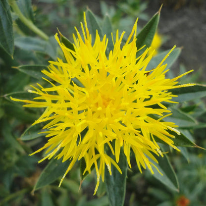 Safflower Liquid Extract (Water Soluble) - Carthamus tinctorius  - Bulk Supplier India  - shop_name