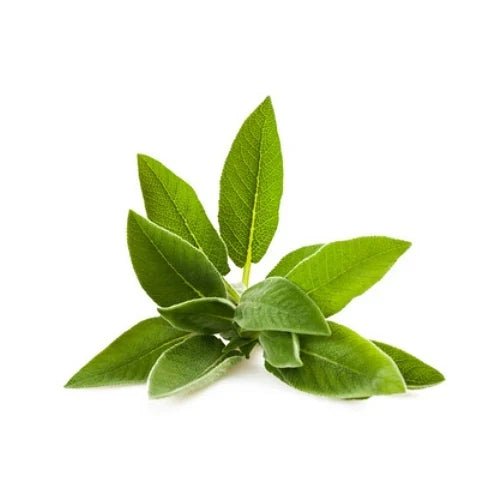 Sage Leaf Liquid Extract (Water Soluble) - Salvia officinalis  - Bulk Supplier India  - shop_name