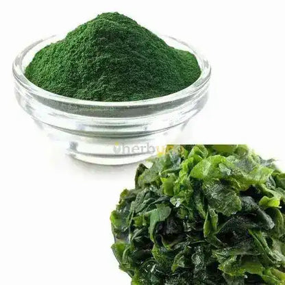 Spirulina Platensis Extract Powder - Nutrient-Rich - Herbuno.Com