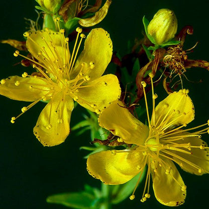 St John's wort Extract Powder (0.3 % Hypericin) - Hypericum perforatum - Herbuno.Com