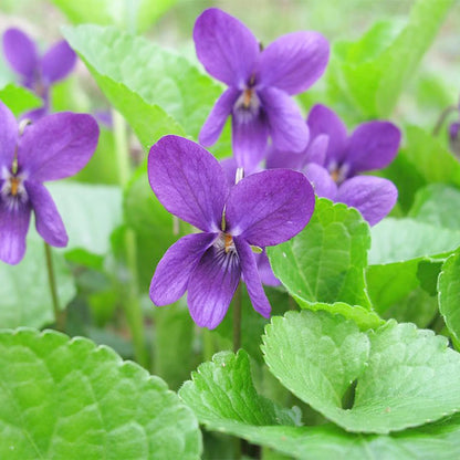 Sweet Violet Flower Liquid Extract (Water Soluble) - Viola odorata  - Bulk Supplier India  - shop_name