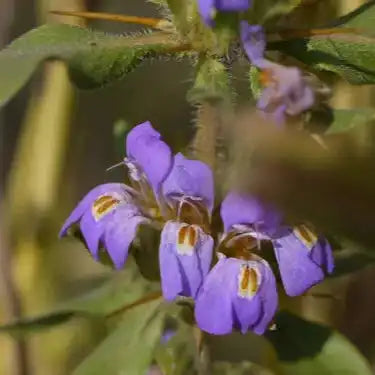 Tal Makhana Extract Powder - Herbuno.Com