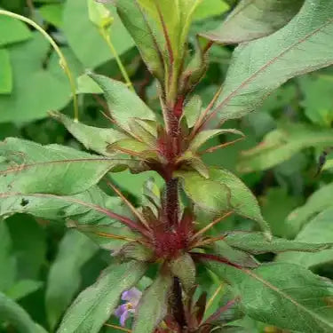 Tal Makhana Extract Powder - Herbuno.Com