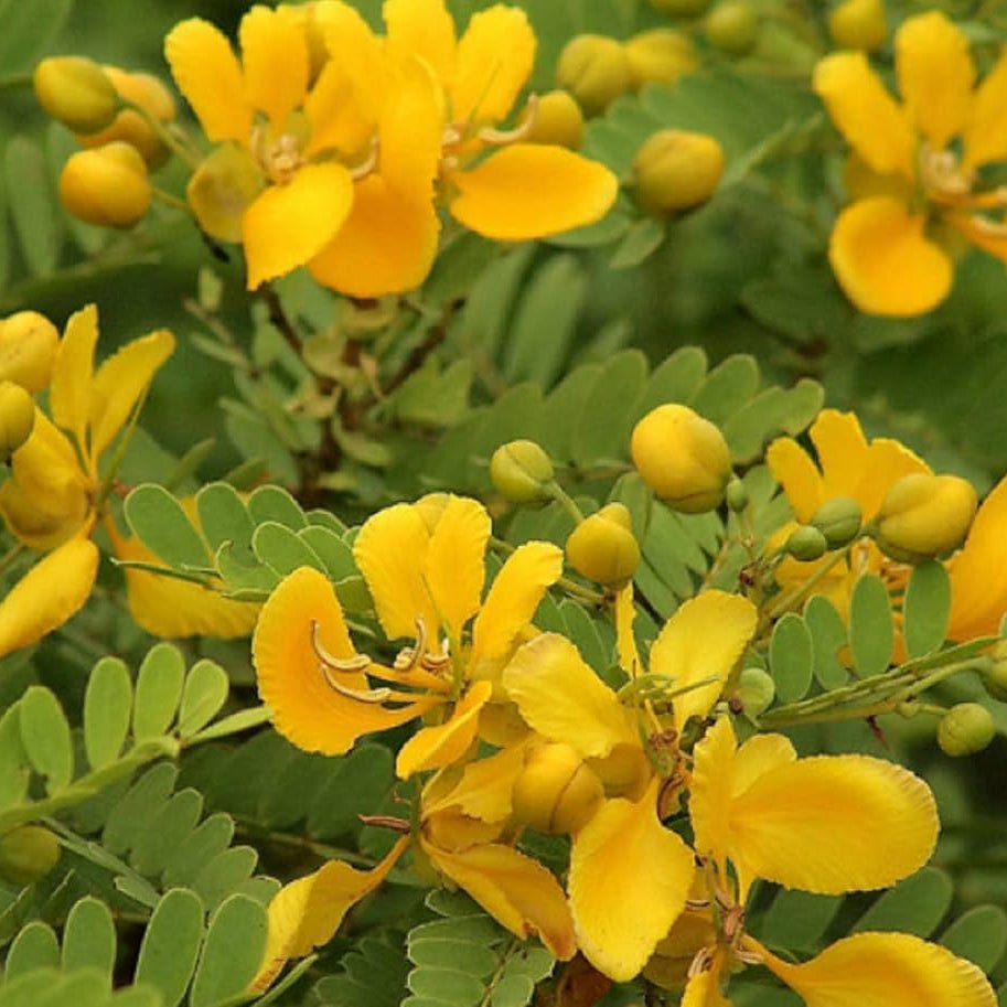 Tanner’s Cassia Flower Liquid Extract (Water Soluble) - Senna auriculata  - Bulk Supplier India  - shop_name