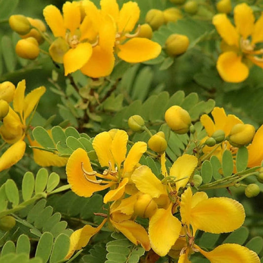 Tanner’s Cassia Flower Liquid Extract (Water Soluble) - Senna auriculata - Herbuno.Com