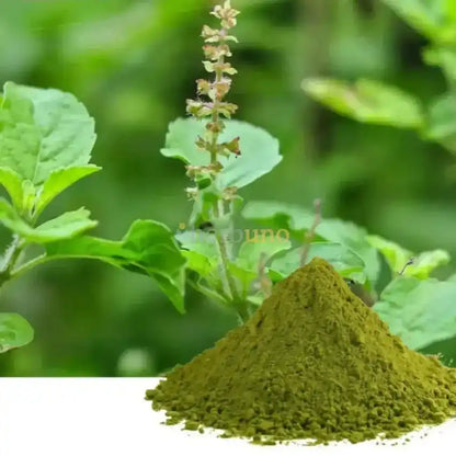 Tulsi Extract Powder - Ocimum Sanctum - Herbuno.Com