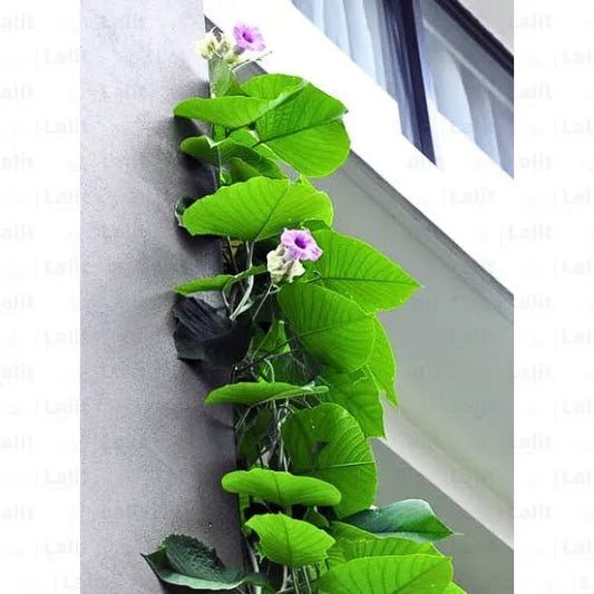 Vidhara Root Liquid Extract (Water Soluble) - Argyreia nervosa - Herbuno.Com