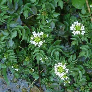 Watercress Extract Powder (Nasturtium officinale) - Herbuno.Com