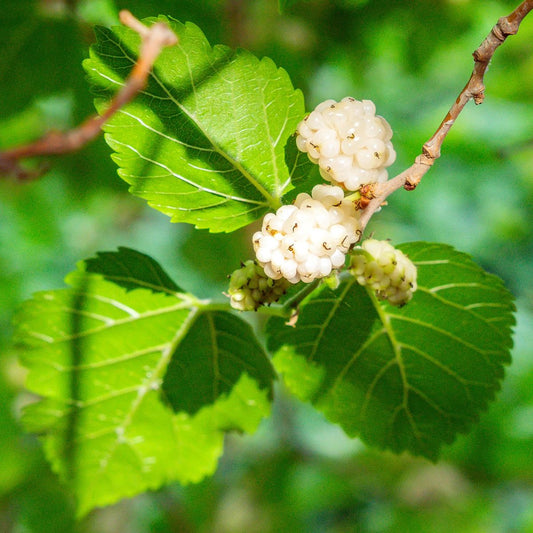 White Mulberry Leaf Liquid Extract (Water Soluble) - Morus alba - Herbuno.Com