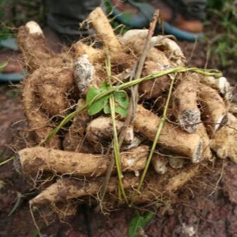 Wild Yam Extract - Dioscorea villosa  - Bulk Supplier India  - shop_name