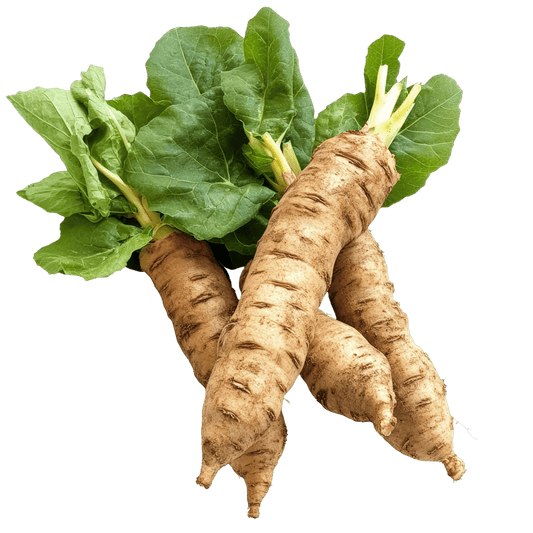 Yacon Root Liquid Extract (Water Soluble) - Smallanthus sonchifolius - Herbuno.Com