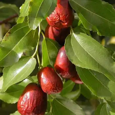 Ziziphus Jujuba Extract Powder - Herbuno.Com