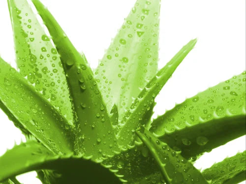 Aloe Vera Extract Powder - Herbuno