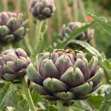 Artichoke Leaf Extract Powder - Herbuno