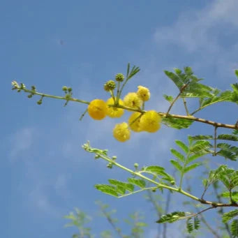 Babool Bark Extract Powder - Herbuno