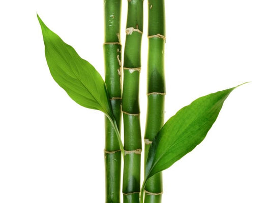 Silica (75%) — from Bamboo - Herbuno