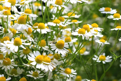 Chamomile Flower Extract Powder - Herbuno