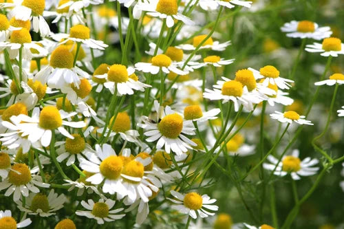Chamomile Flower Extract Powder - Herbuno