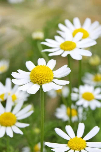 Chamomile Flower Extract Powder - Herbuno