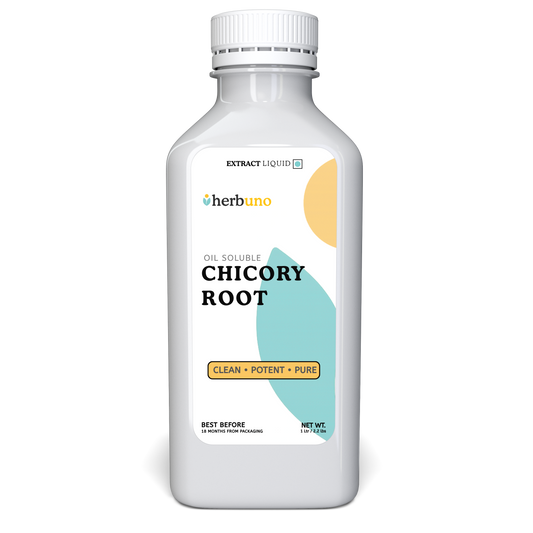 Chicory Root Oil Soluble Extract - Cichorium intybus