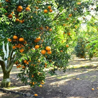 Citrus Sinensis Extract Powder - Herbuno