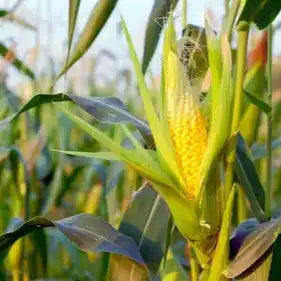 Corn Silk Extract Powder - Herbuno