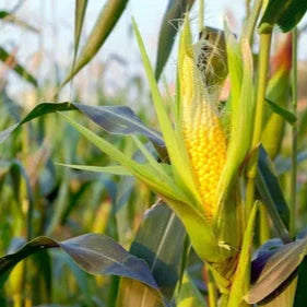 Corn Silk Extract Powder - Herbuno